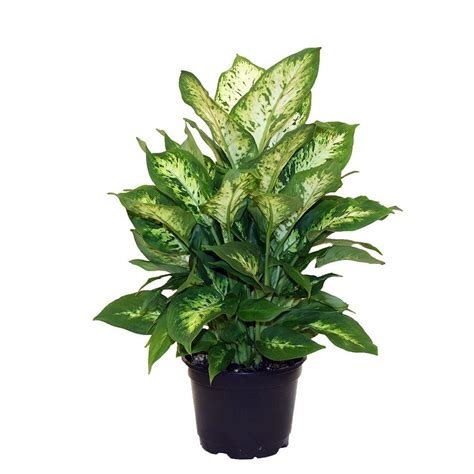 Plants home depot - Get free shipping on qualified Clematis Outdoor Plants products or Buy Online Pick Up in Store today in the Outdoors Department.